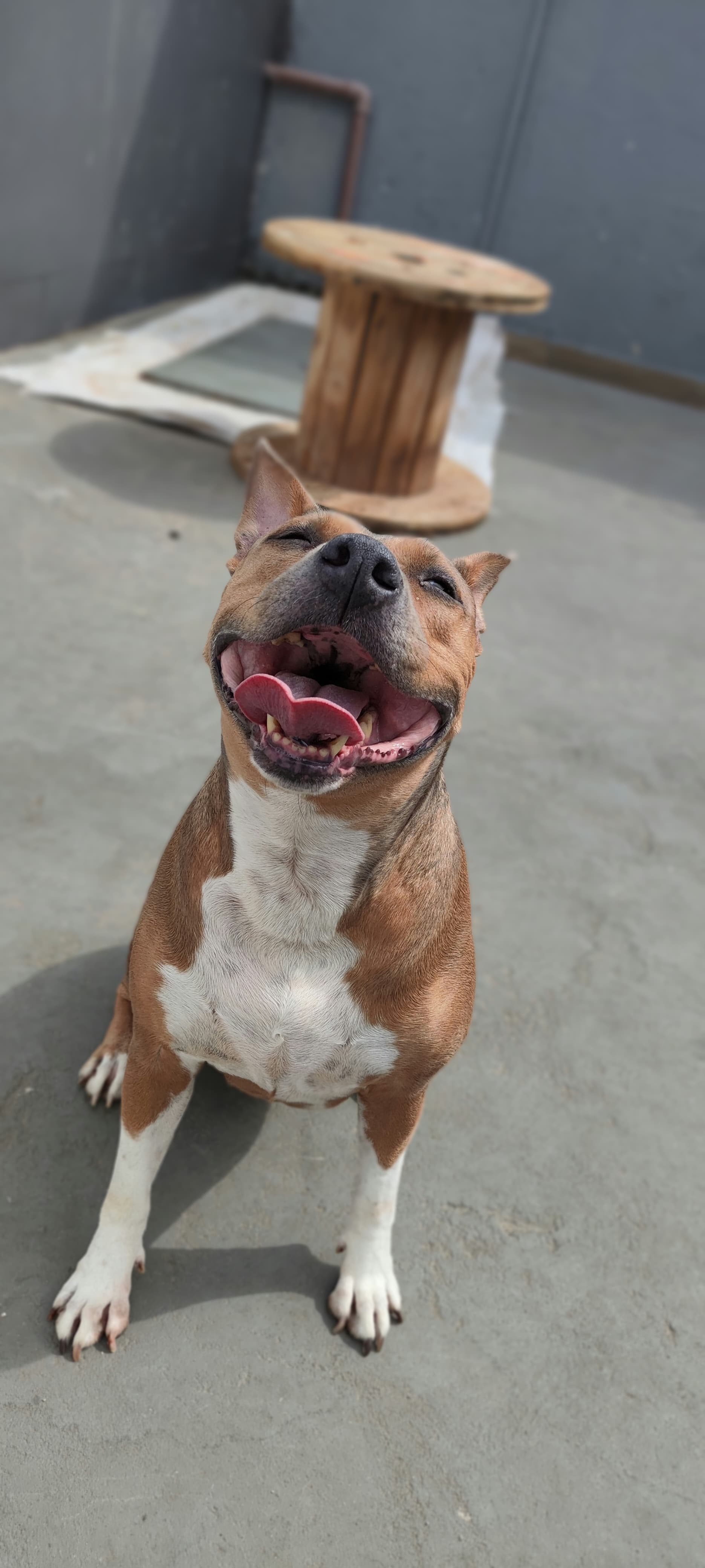 Amstaff Dog House