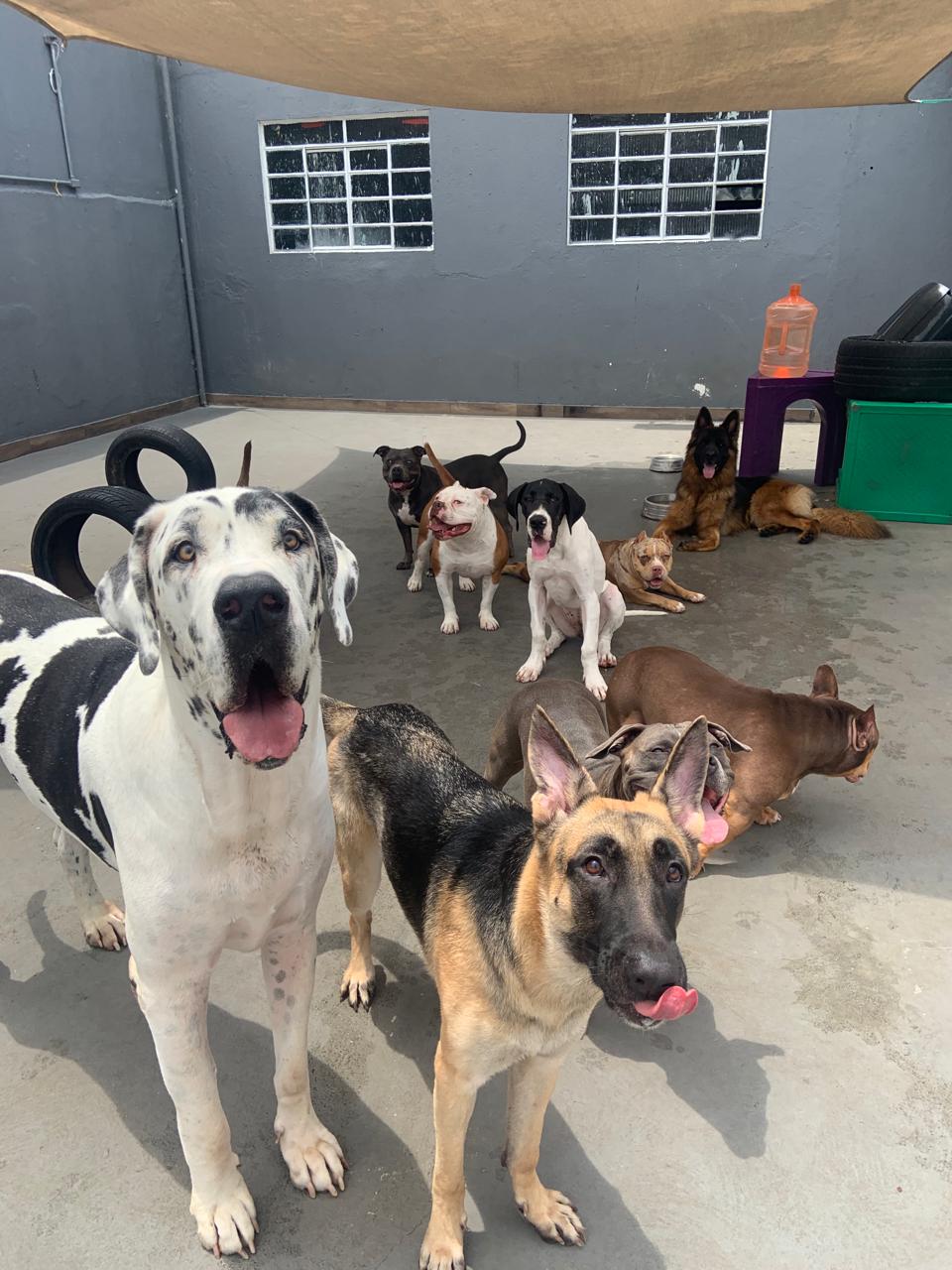 Cachorros na Dog House